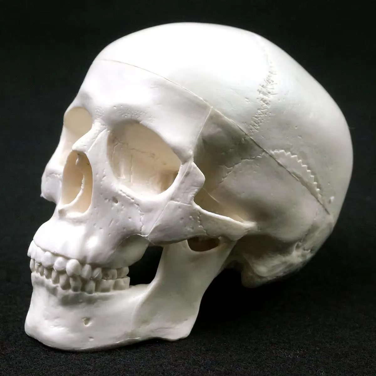 Modèle d'anatomie humaine, modèle médical, tête d'anatomie humaine, fournitures d'enseignement, modè