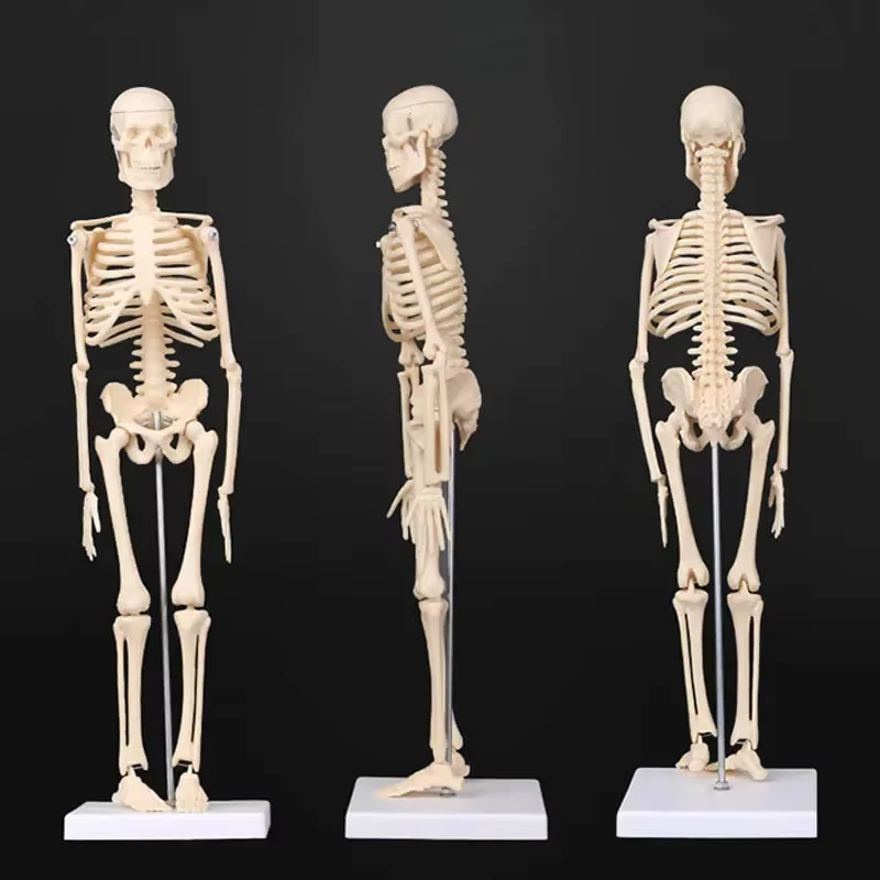 Modèle de squelette humain d'anatomie médicale, 45cm, modules anatomie, aide à l'apprentissage, vent