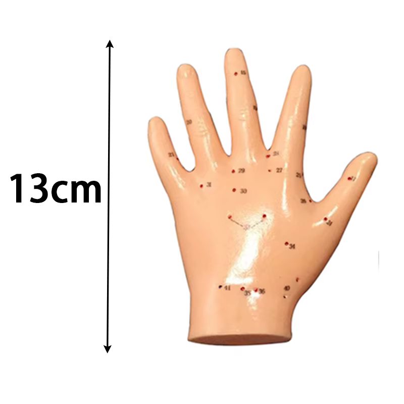 Modèle d'acupuncture du corps humain-anatomie complète du corps en PVC avec 361 points d'acupuncture