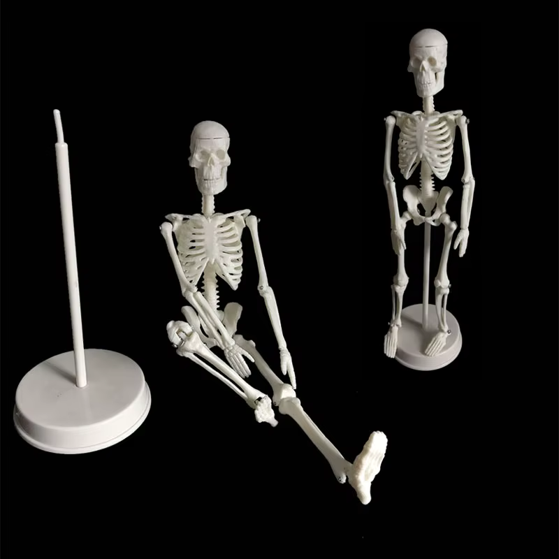 Modèle de squelette humain, anatomie du corps humain, modèle médical mobile amovible, enseignement,