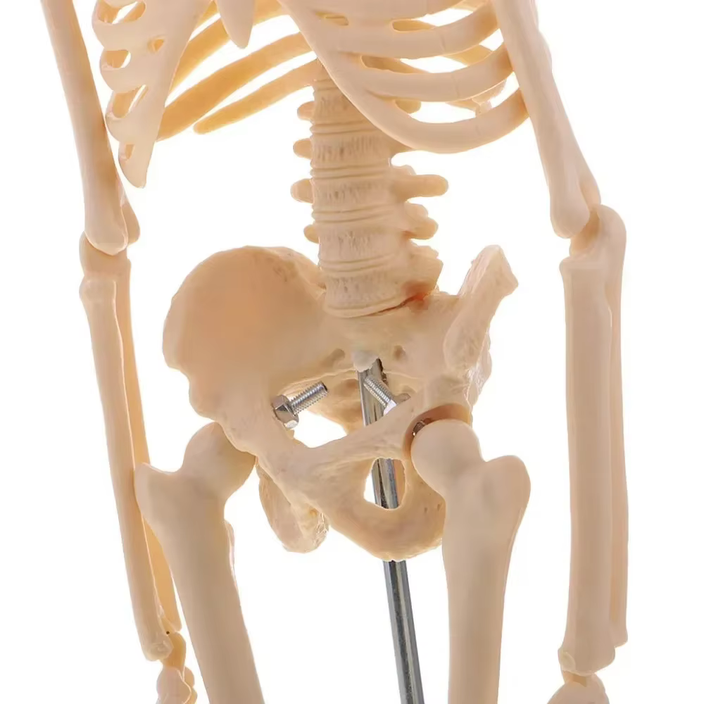 Modèle de squelette humain d'anatomie médicale, 45cm, modules anatomie, aide à l'apprentissage, vente en gros, vente au détail