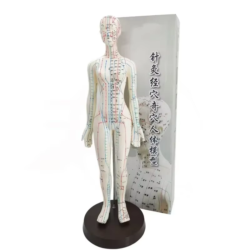 Modèle d'acupuncture femme/homme 50 cm avec Points et Base chinois modèle d'acupuncture du corps humain en PVC modèle de Point d'acupuncture