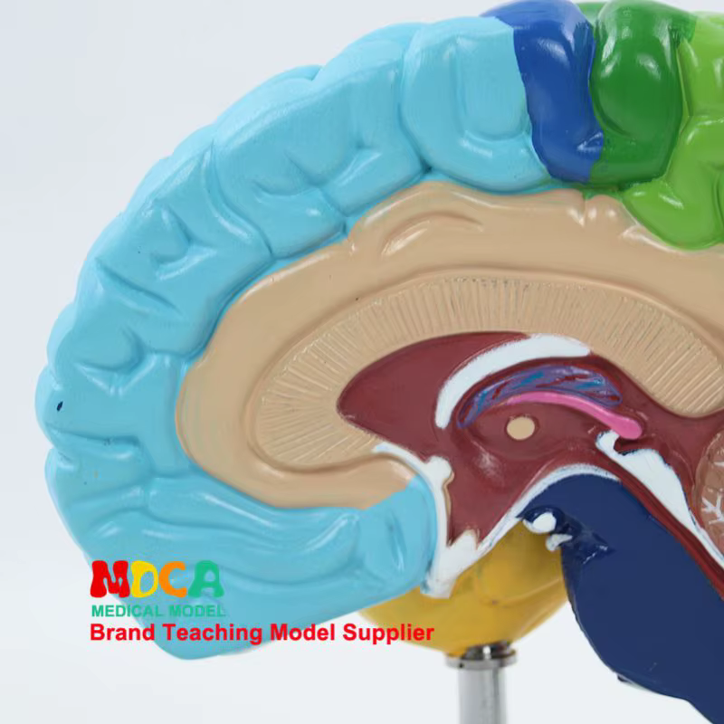 Modèle de cerveau humain 1:1, hémisphère droit, zones fonctionnelles, anatomie, modèle de cerveau humain pour l'enseignement médical, modèle de structure cérébrale
