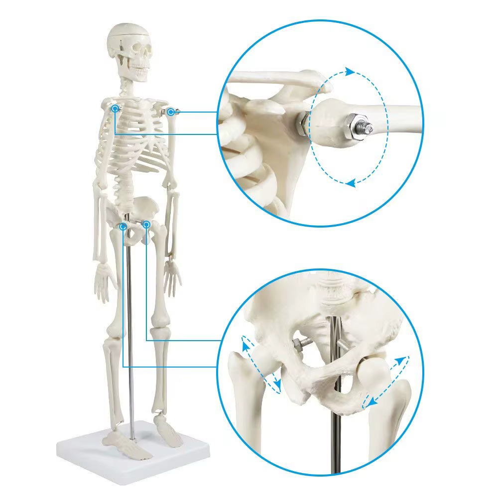 Modèle de squelette humain, anatomie du corps humain, modèle médical mobile amovible, enseignement, ornement de bureau, décor d'halloween