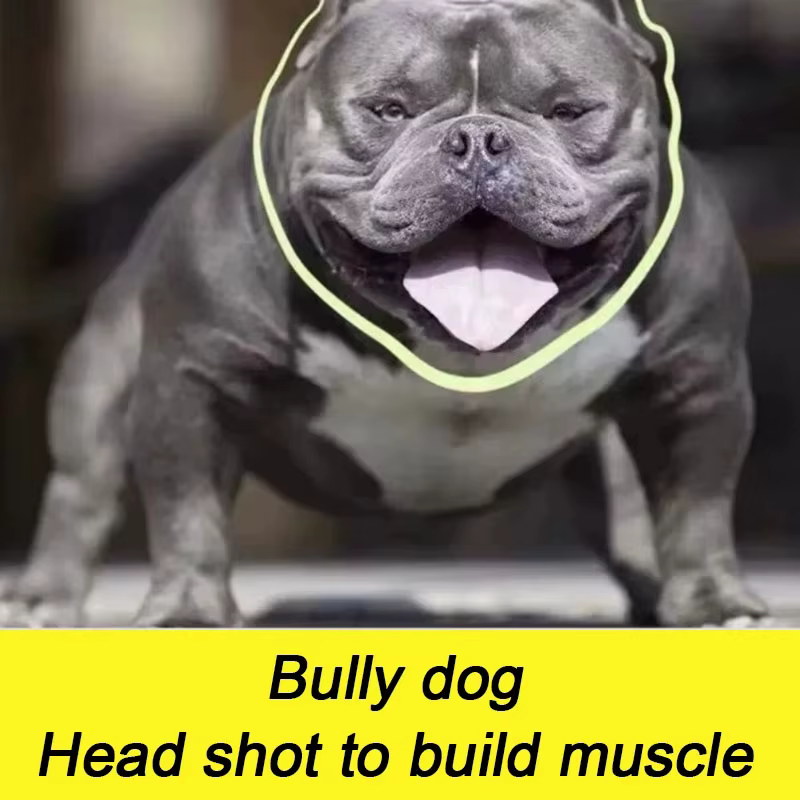 Poudre de protéines de lactosérum Bulldog Muscle Builder 1 kg Bully-pitbull, augmente l'endurance, nutrition pour animaux de compagnie, pour chiots et chiens adultes