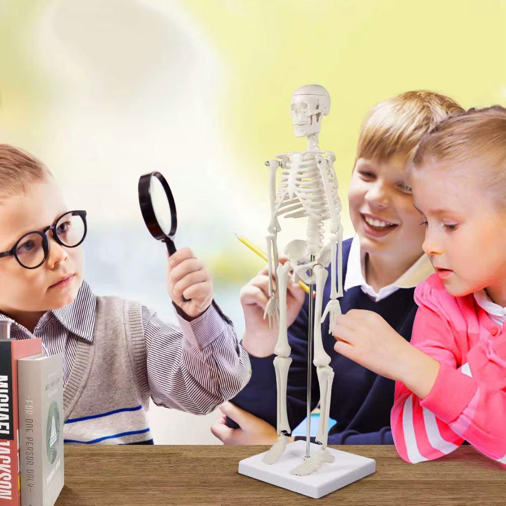 Modèle de squelette humain, anatomie du corps humain, modèle médical mobile amovible, enseignement, ornement de bureau, décor d'halloween