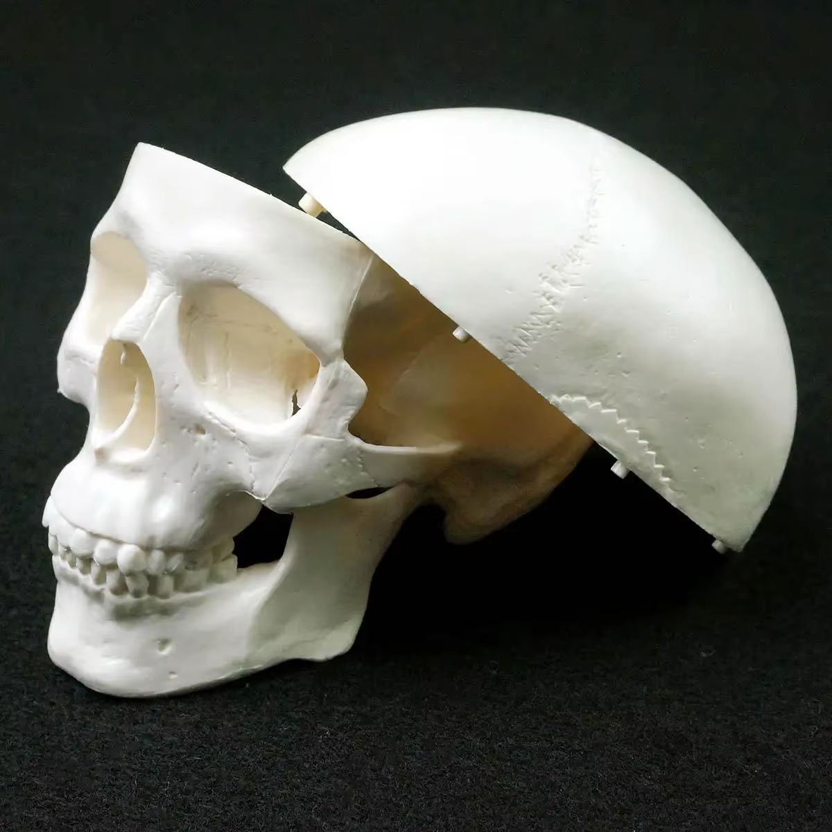 Modèle d'anatomie humaine, modèle médical, tête d'anatomie humaine, fournitures d'enseignement, modèle de crâne