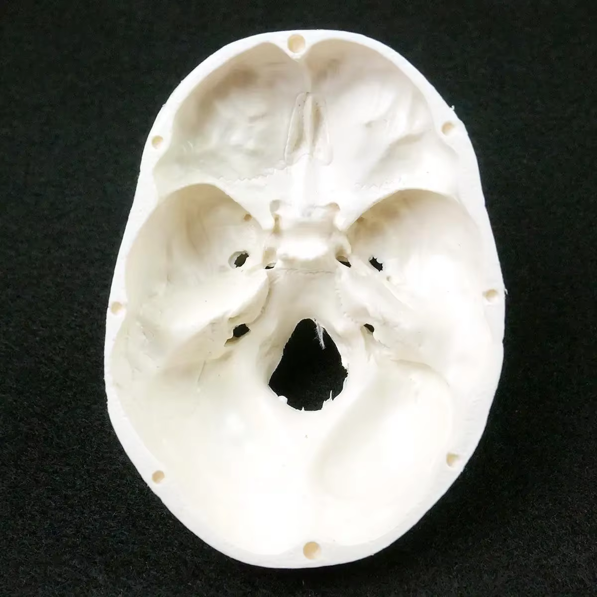 Modèle d'anatomie humaine, modèle médical, tête d'anatomie humaine, fournitures d'enseignement, modèle de crâne