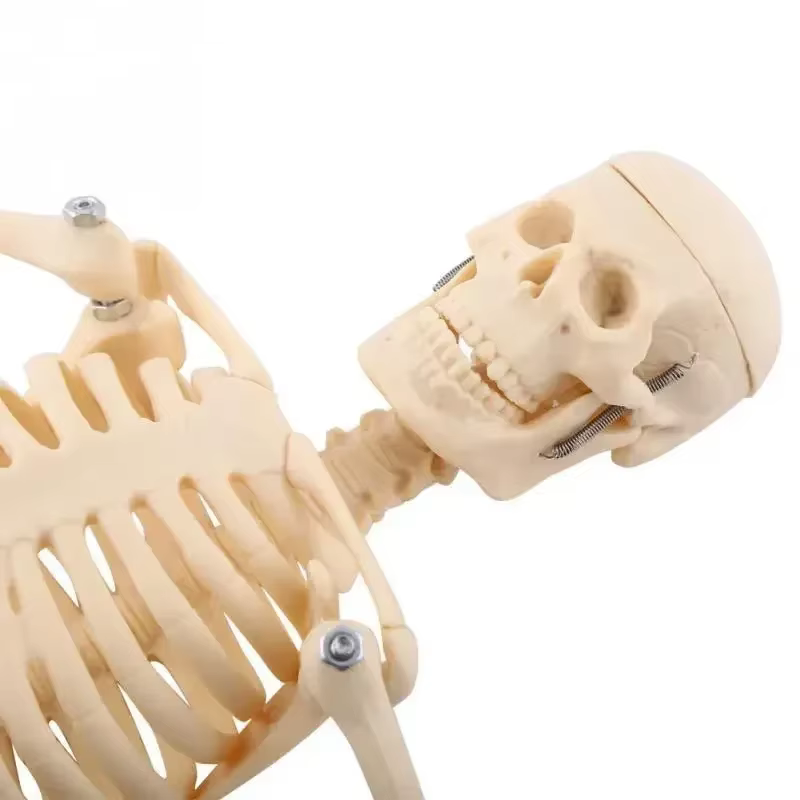 Modèle de squelette humain d'anatomie médicale, 45cm, modules anatomie, aide à l'apprentissage, vente en gros, vente au détail