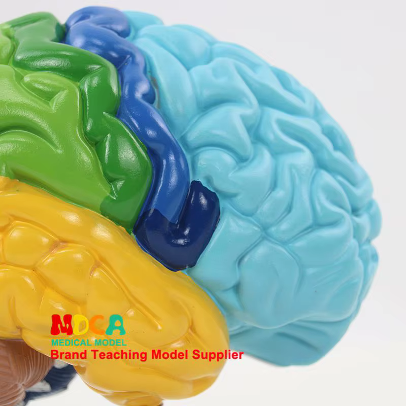 Modèle de cerveau humain 1:1, hémisphère droit, zones fonctionnelles, anatomie, modèle de cerveau humain pour l'enseignement médical, modèle de structure cérébrale