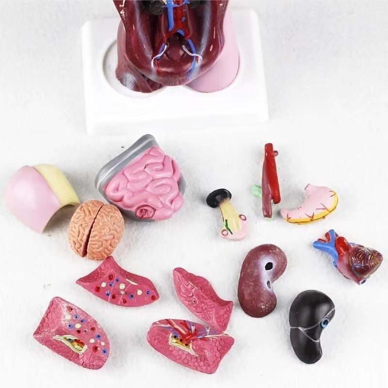 Organes internes médicales anatomiques amovibles d'anatomie de modèle de corps de torse humain de 28cm pour l'enseignement