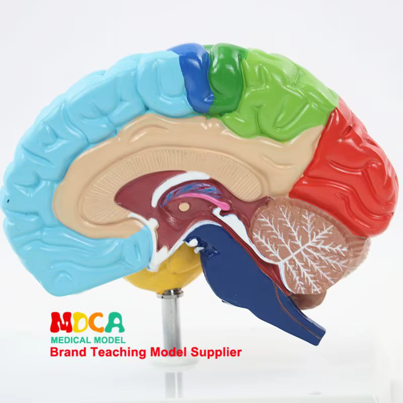 Modèle de cerveau humain 1:1, hémisphère droit, zones fonctionnelles, anatomie, modèle de cerveau humain pour l'enseignement médical, modèle de structure cérébrale