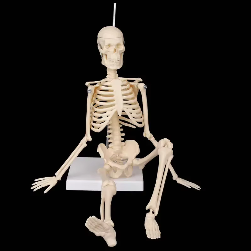 Modèle de squelette humain d'anatomie médicale, 45cm, modules anatomie, aide à l'apprentissage, vente en gros, vente au détail