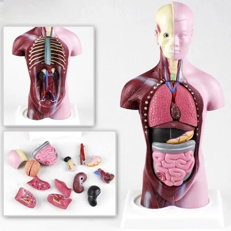 Organes internes médicales anatomiques amovibles d'anatomie de modèle de corps de torse humain de 28cm pour l'enseignement