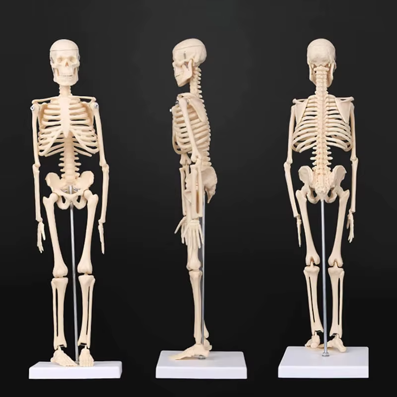 Modèle de squelette humain, anatomie du corps humain, modèle médical mobile amovible, enseignement, ornement de bureau, décor d'halloween