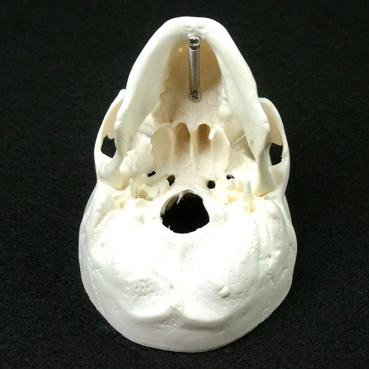 Modèle d'anatomie humaine, modèle médical, tête d'anatomie humaine, fournitures d'enseignement, modèle de crâne
