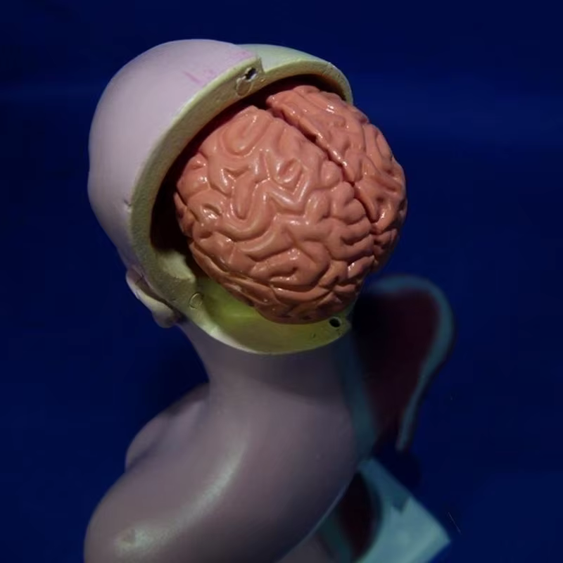 Organes internes médicales anatomiques amovibles d'anatomie de modèle de corps de torse humain de 28cm pour l'enseignement