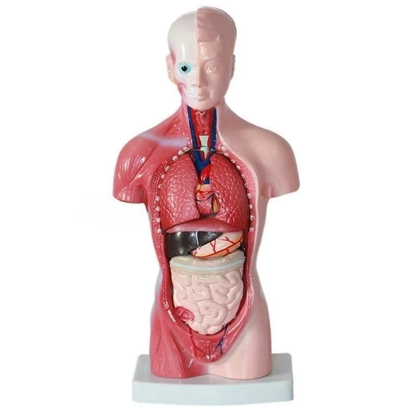 Organes internes médicales anatomiques amovibles d'anatomie de modèle de corps de torse humain de 28cm pour l'enseignement