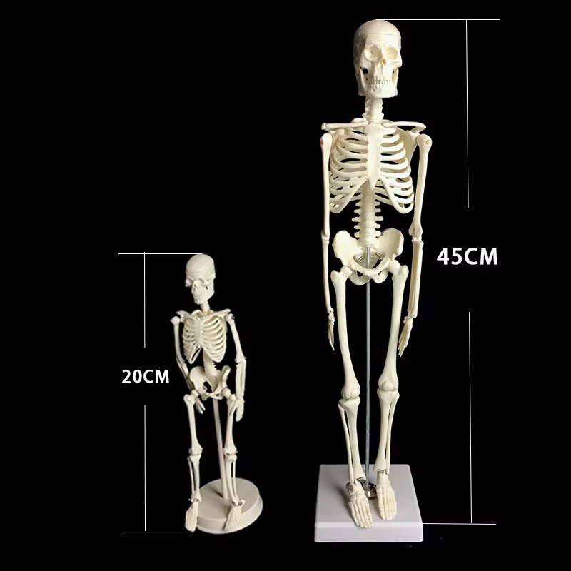 Modèle de squelette humain, anatomie du corps humain, modèle médical mobile amovible, enseignement, ornement de bureau, décor d'halloween