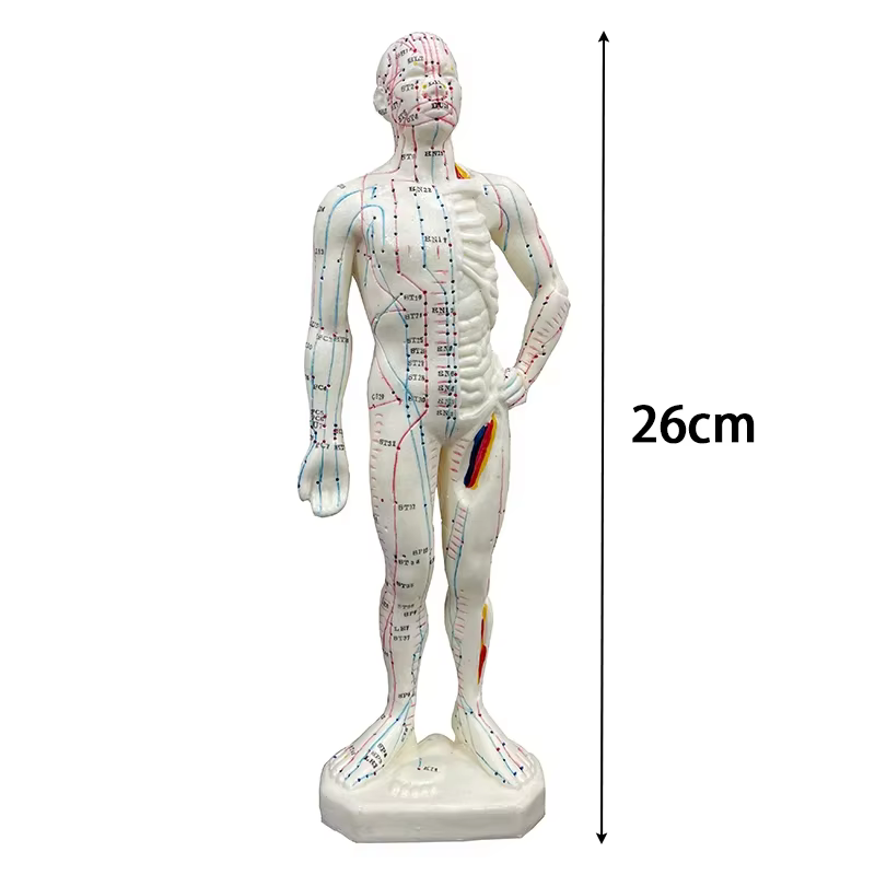 Modèle d'acupuncture du corps humain-anatomie complète du corps en PVC avec 361 points d'acupuncture étiquetés en anglais, outils pédagogiques TCM pour acupuncturistes/S